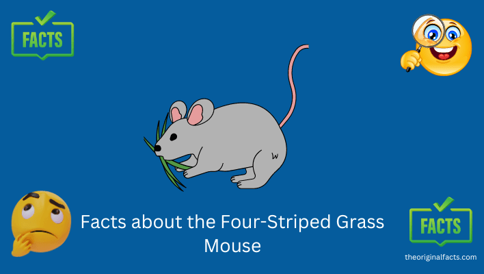 Facts about the Four-Striped Grass Mouse