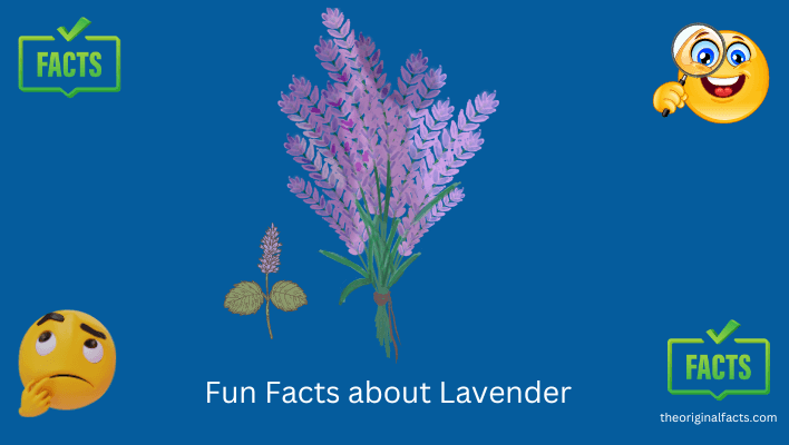 Fun Facts about Lavender