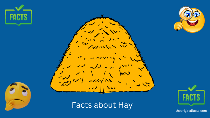 Facts about Hay